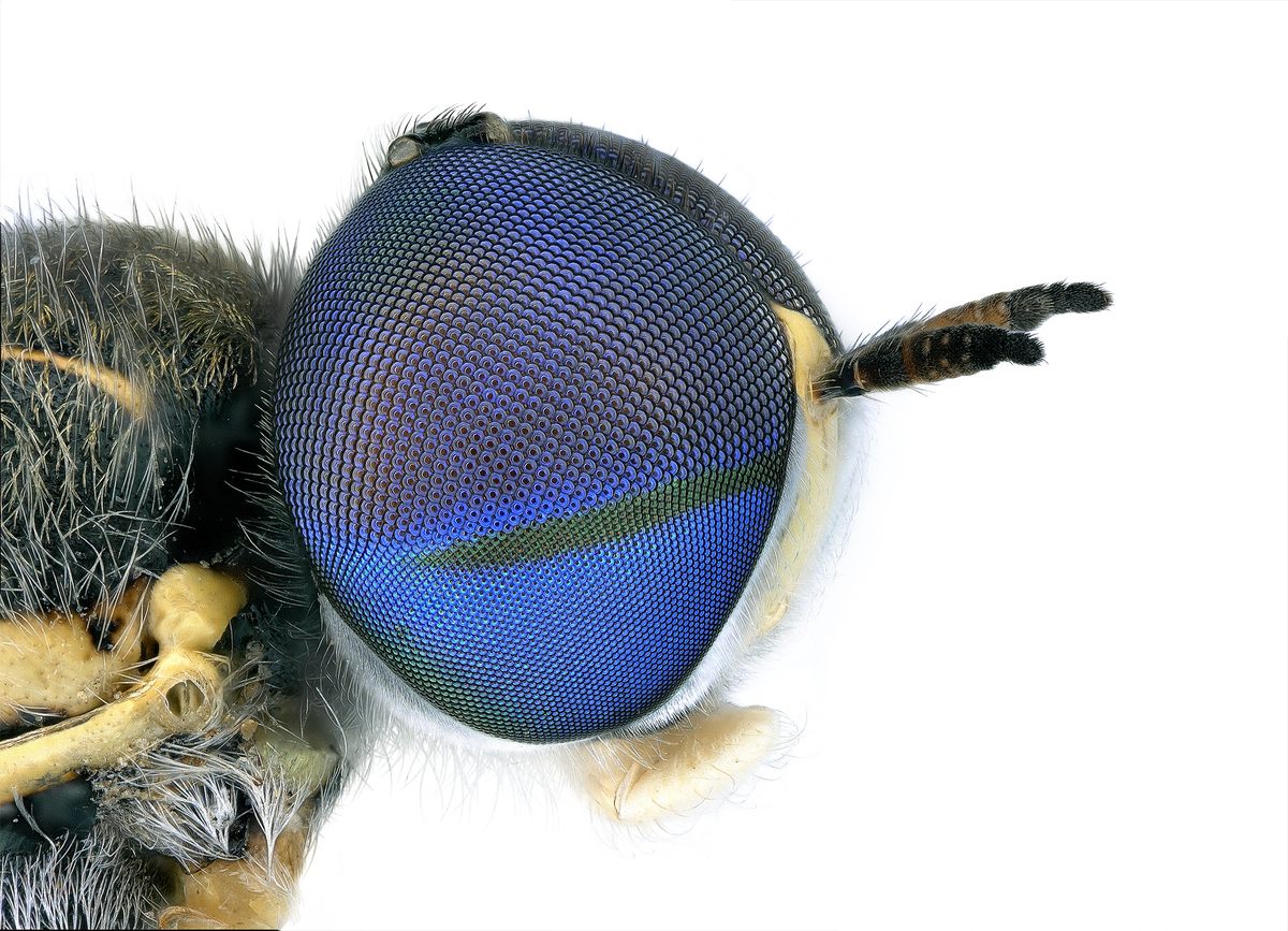 Soldier fly, <em>Euparyphus cinctus</em>.