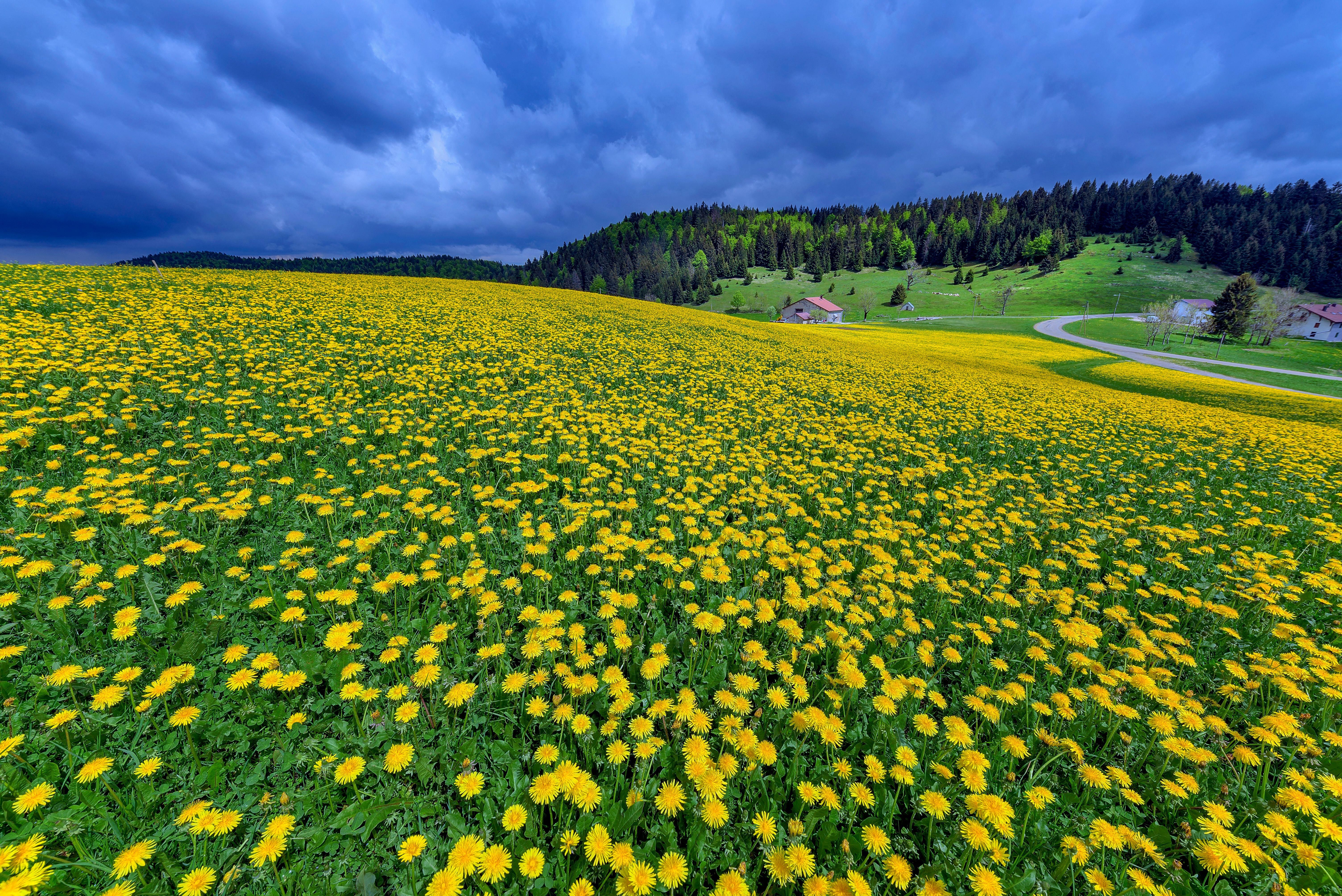 Blue sky and yellow dandelions make for a glorious spring in Jura, France.