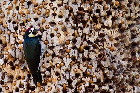 Acorn Woodpecker on a tree in California