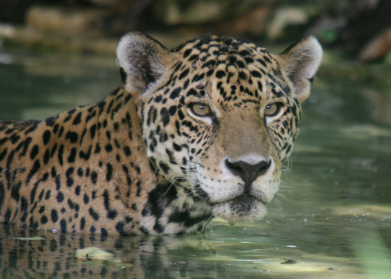 A jaguar in Mexico escapes the day's heat in a shady pool.