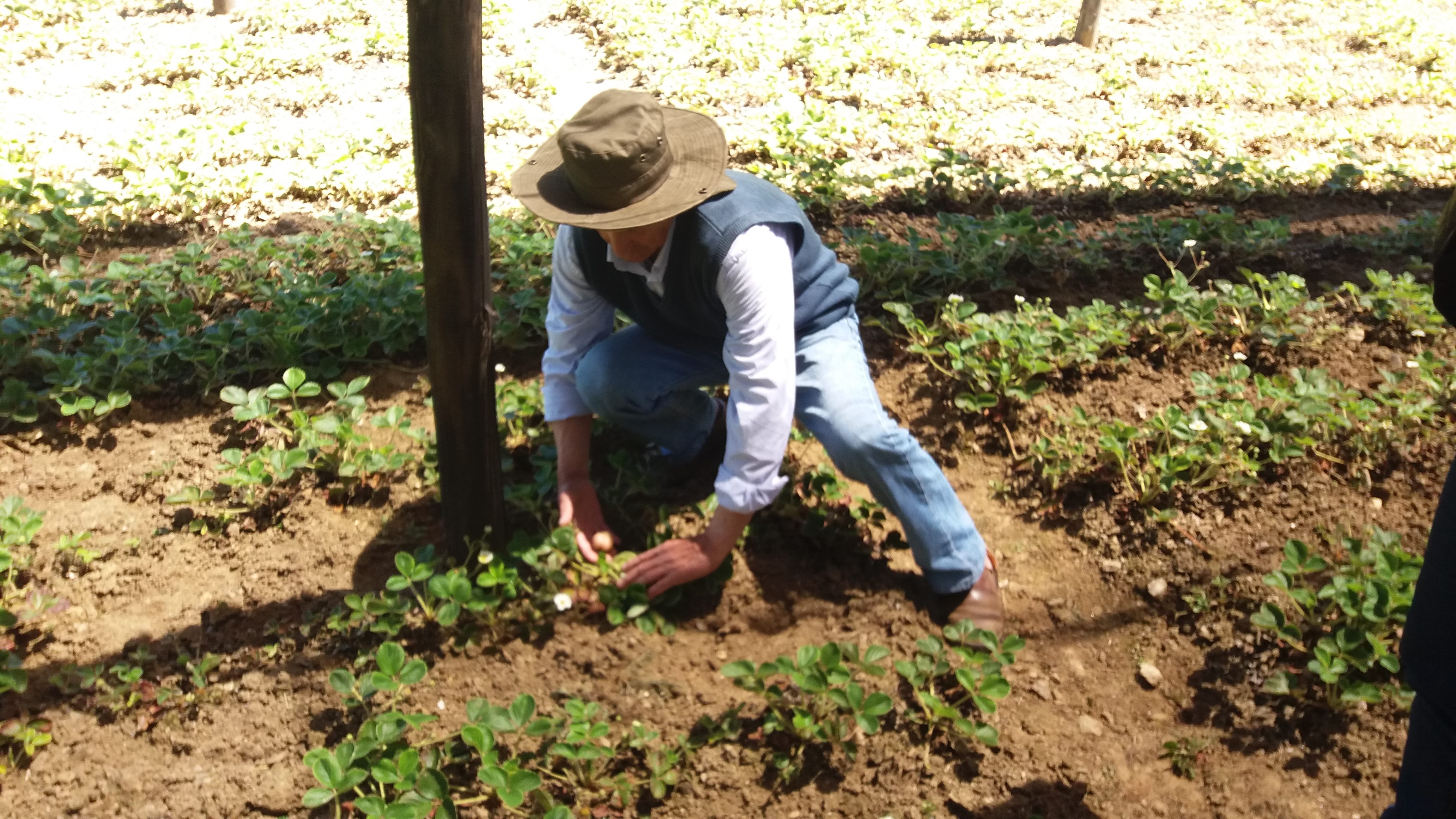 Harvesting the white strawberries in Purén, Chile.