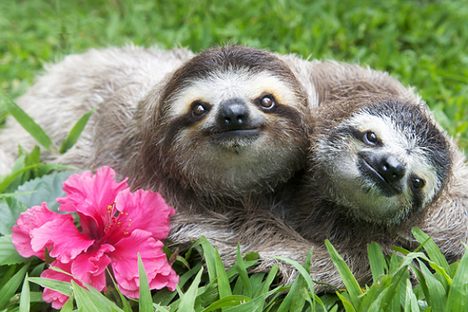 Curious Fact of the Week: The Remarkable Reason Algae Grows on Sloths