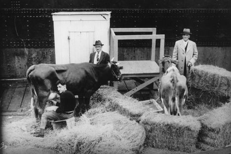 Deerfoot and Southern Girl aboard the Jacob Ruppert, about to take off for Antarctica. (The expedition's cow-tender, Edward Cox, is milking Deerfoot.)