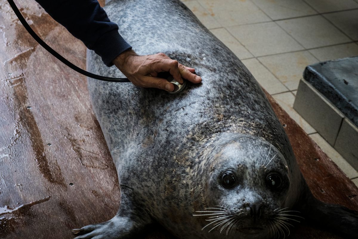 A veterinarian prepares for an ultrasound on a seal.