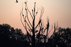 Photo of Pawleys Island