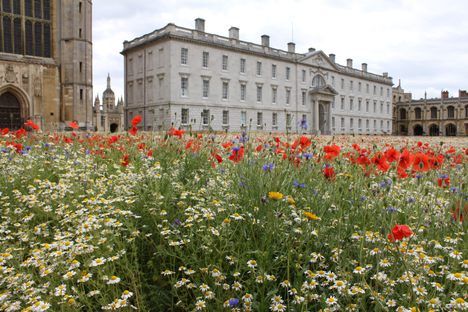 A "glorious, Monet-style chaos" has taken root at the University of Cambridge's King's College Chapel.