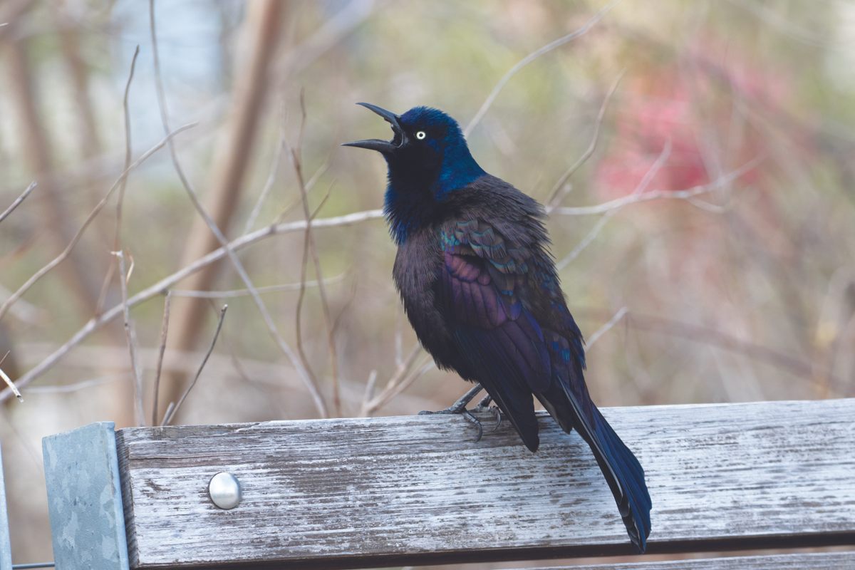 A common grackle with something to say—listening is one of the best ways to find more birds.