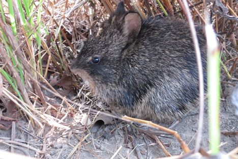 The first look at an hispid hare in 34 years. 