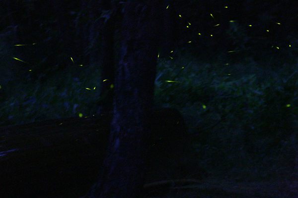 Kampung Kuantan Fireflies Park