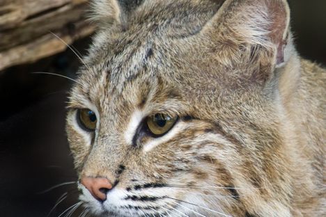 Ollie, the escaped bobcat. 