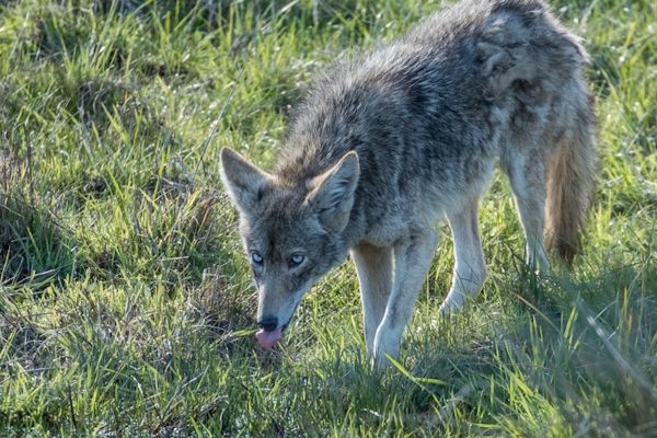 The blue-eyed coyote that Dietrich first photographed on January 28, 2018. 