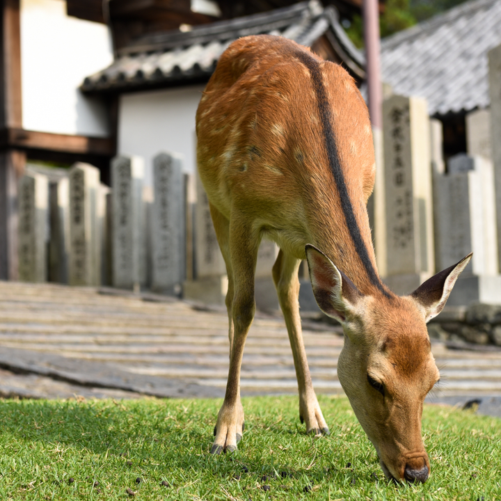 Nara Park deer.