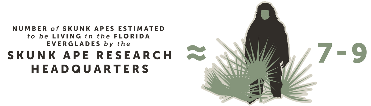 Number of Skunk Apes estimated to be living in the Florida Everglades by the Skunk Ape Research Headquarters