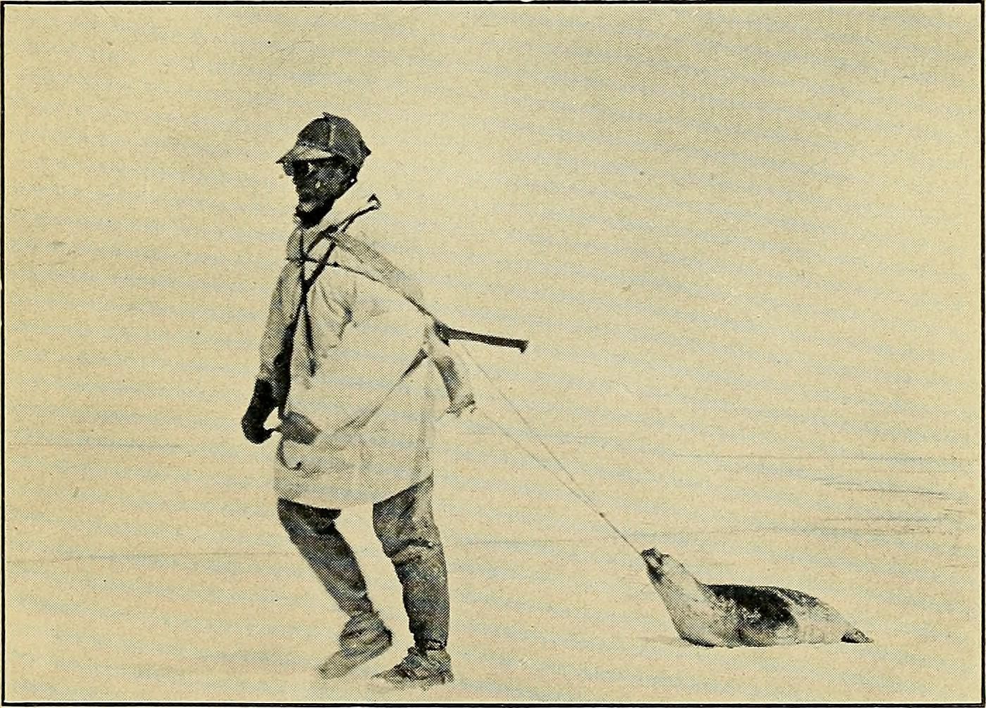 Seals could provide food, oil, and even the material for clothing.