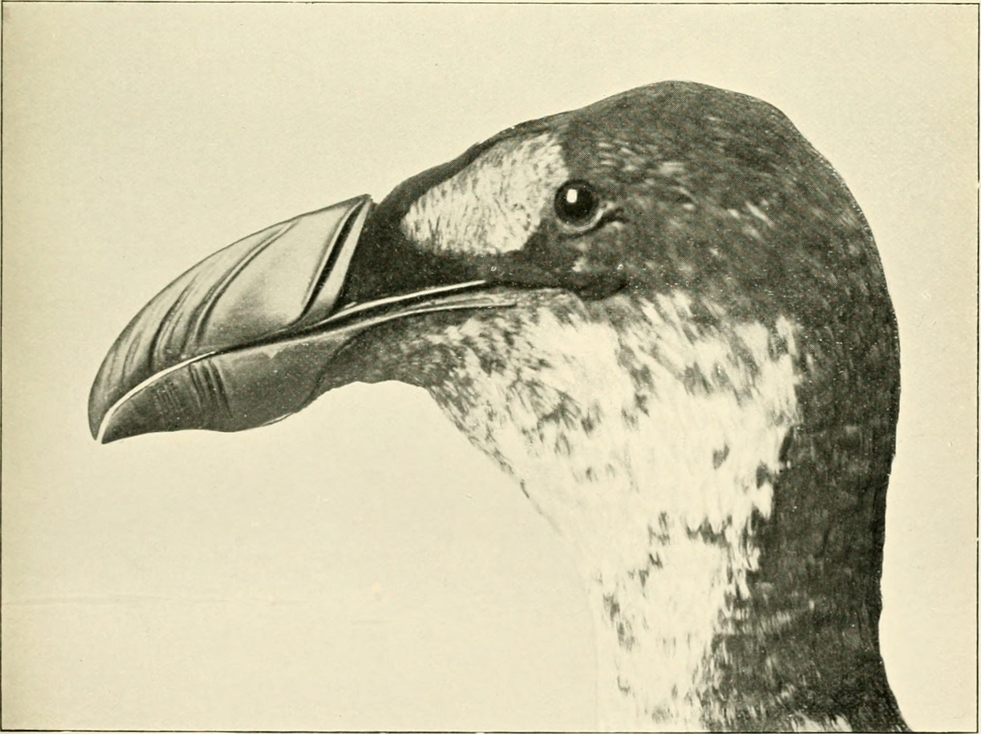 The great auk had a distinctive bill and white patch.