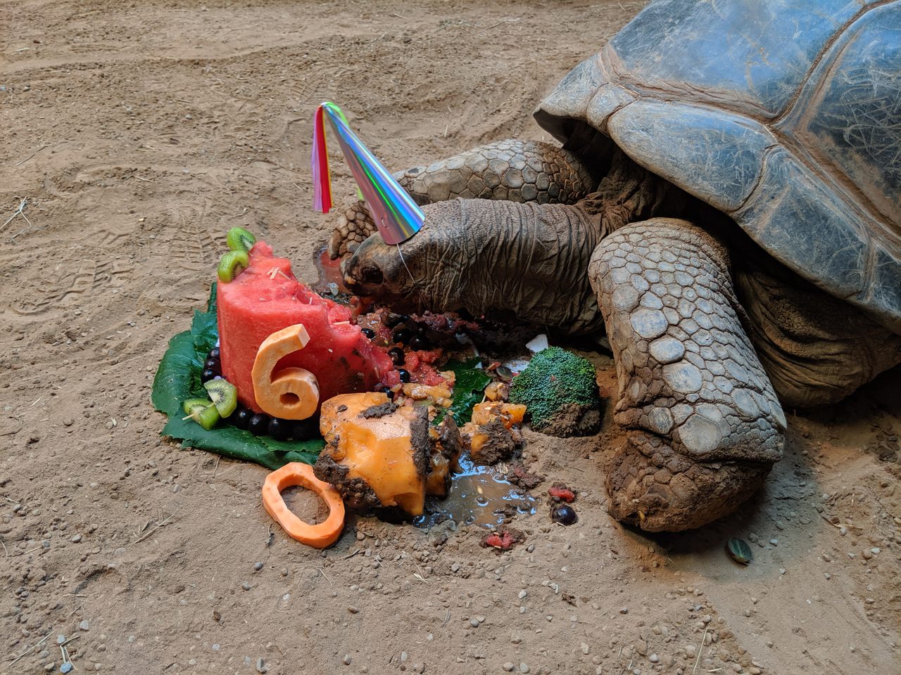 Henry, an Aldabra tortoise, demolished a fruit-and-veggie cake for his 60th birthday.