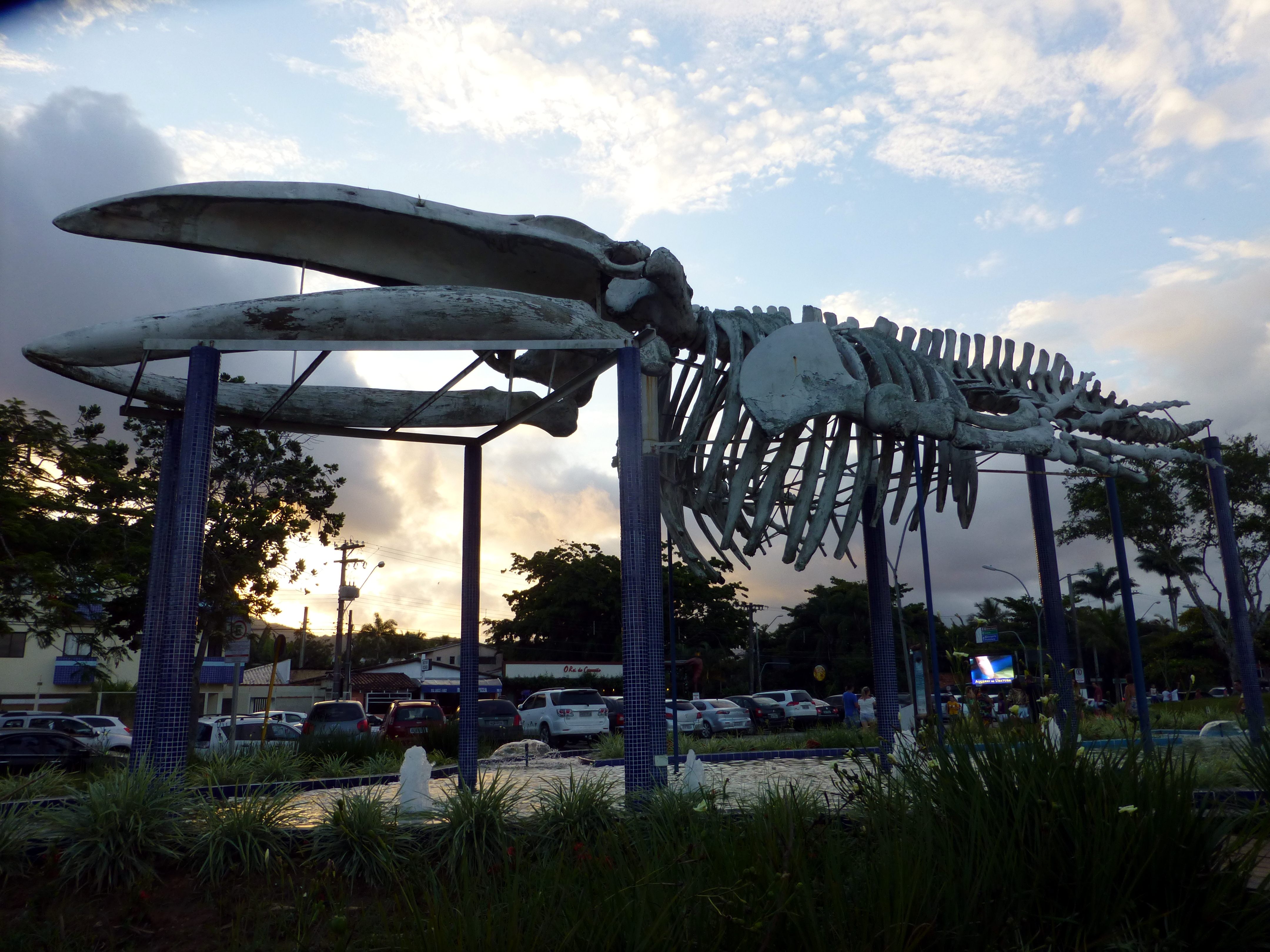 10 Places Where You Can See Whale Bones Outside a Museum - Atlas