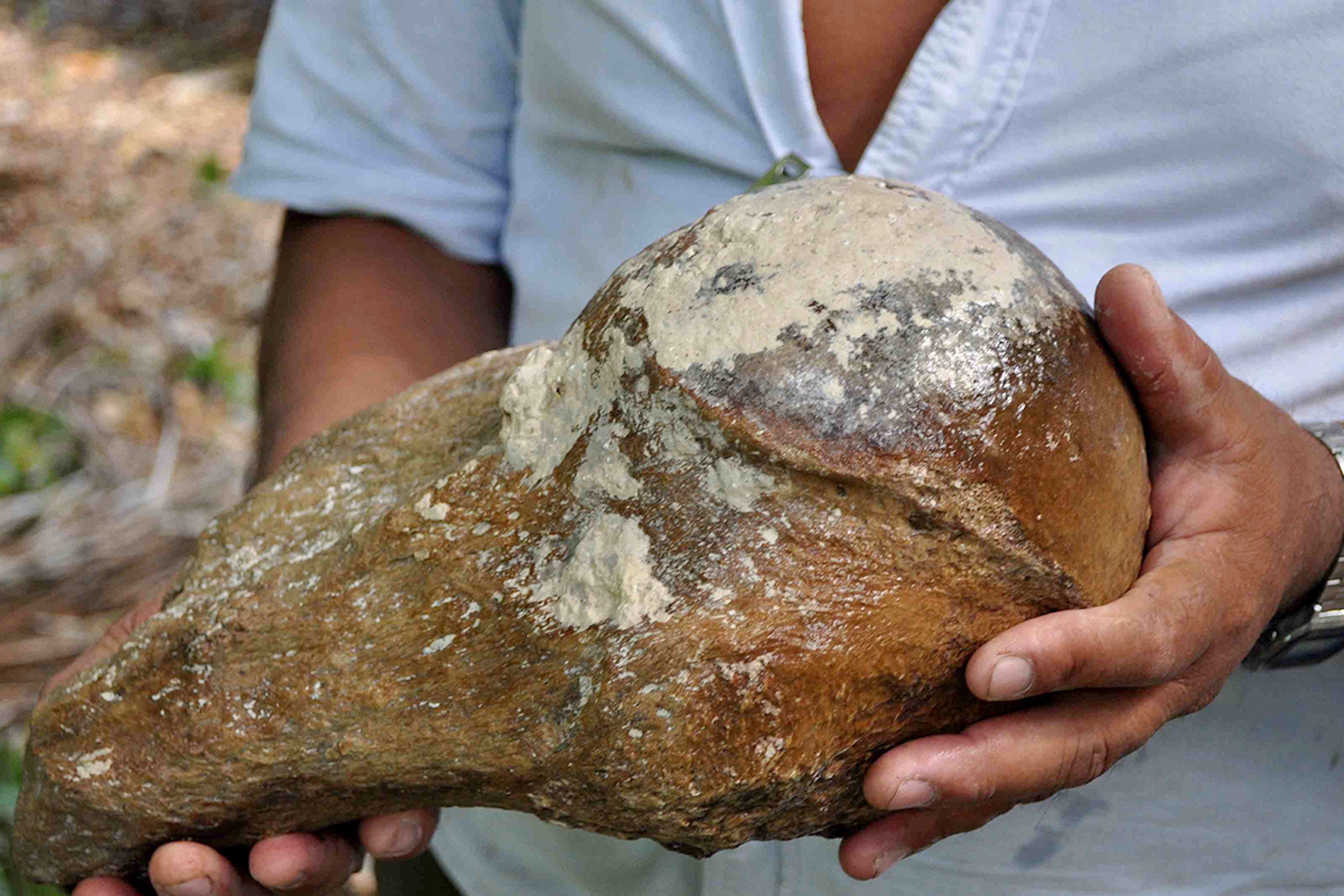 The giant sloth's humerus.