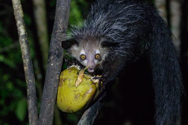 Nocturnal and reclusive, the aye-aye lemur is considered a harbinger of evil by some communities on Madagascar, the only place the animal can be found in the wild.
