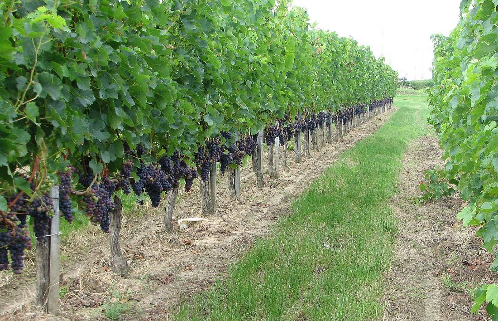 Wine grapes are no longer a necessity for making wine.