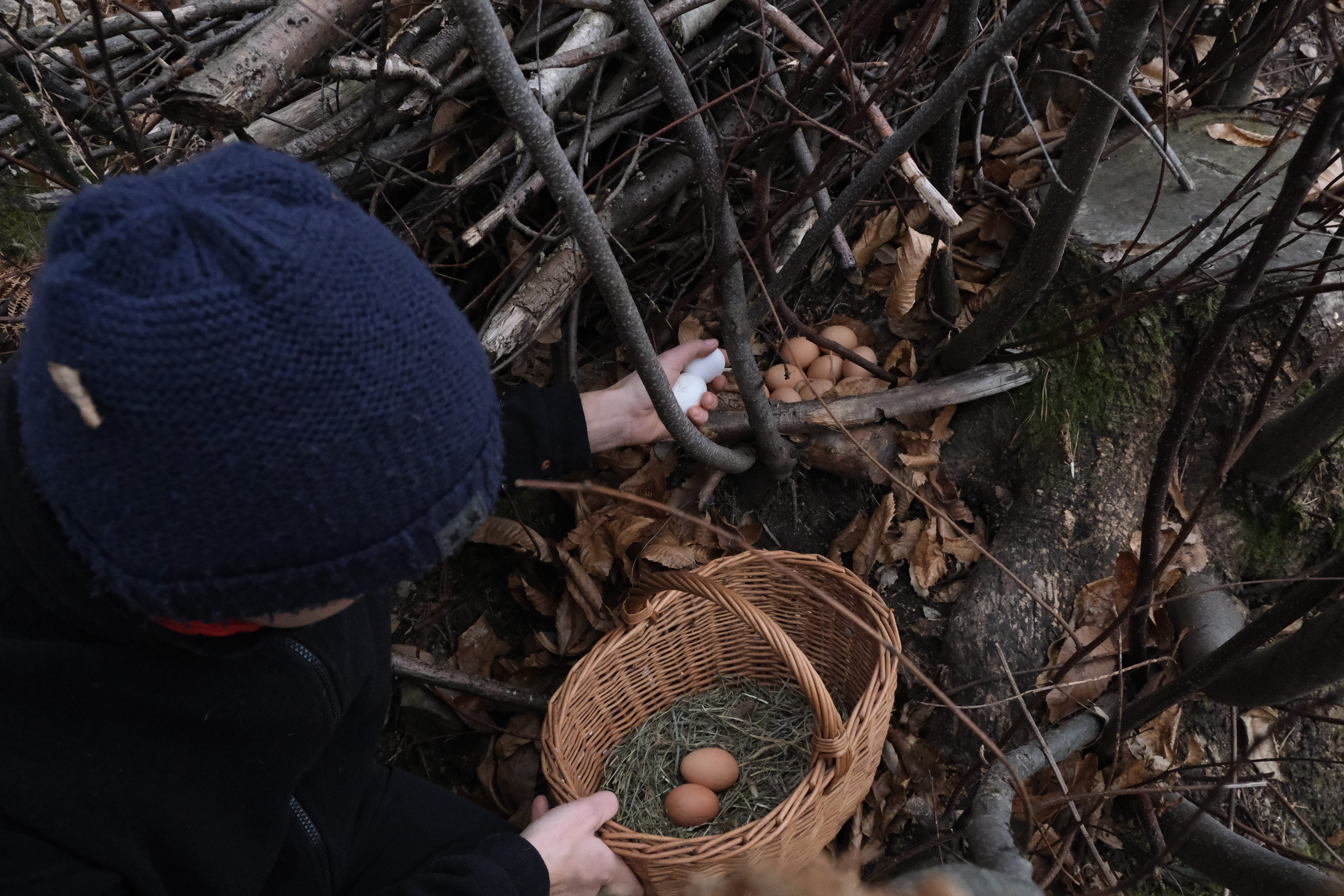 Massimo Rapella picking eggs from a “natural nest” in a tree cranny.