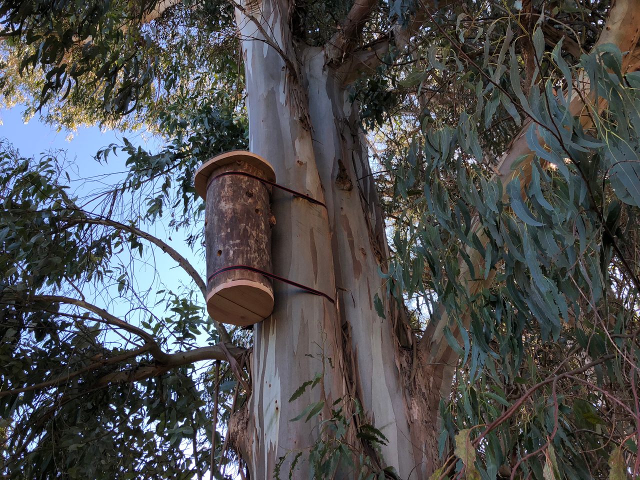 One of Thiele's bee nests. Wild bees create nests at 15-30 feet off the ground.