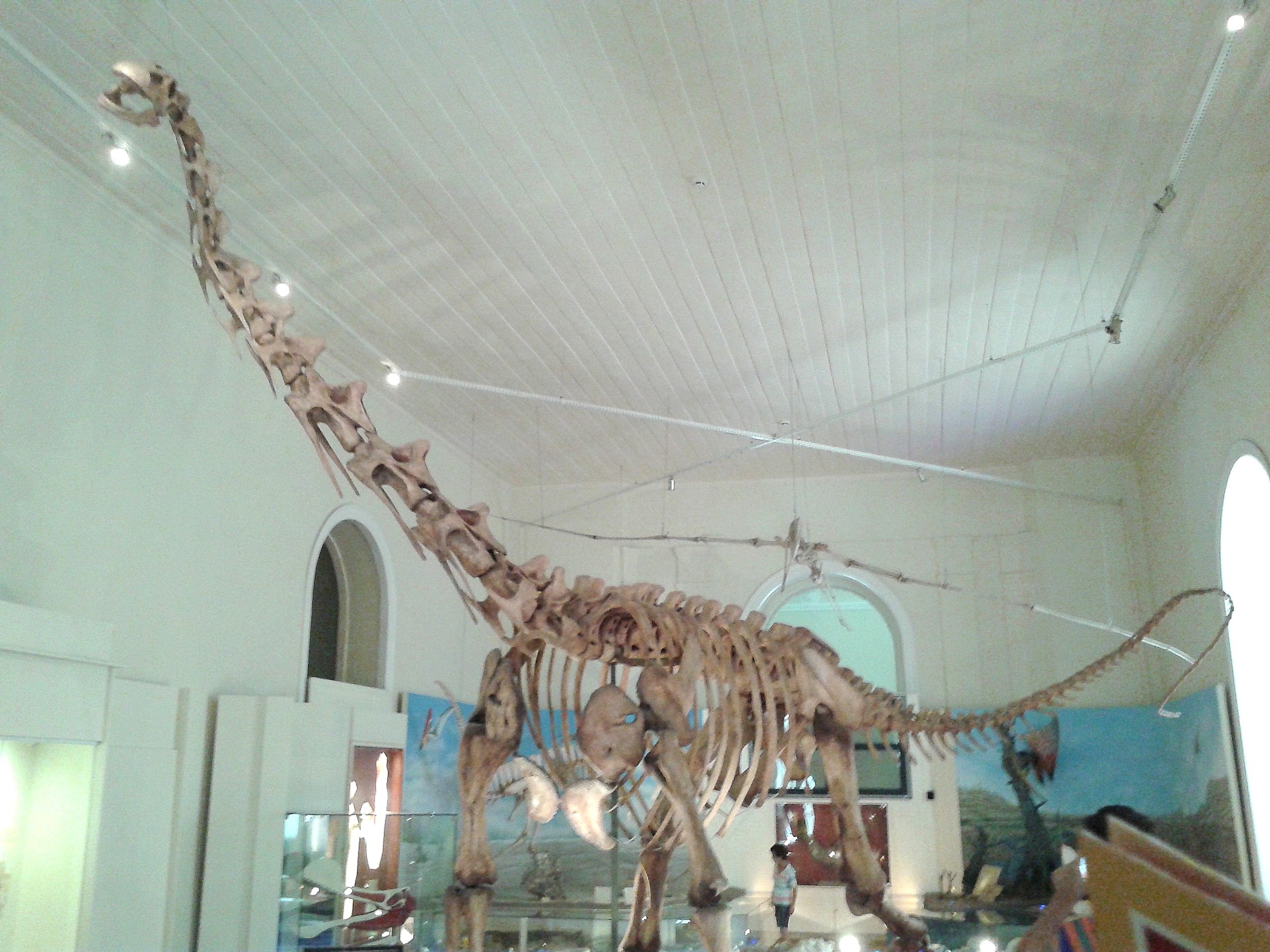Replica of a <em>Maxakalisaurus</em> skeleton.