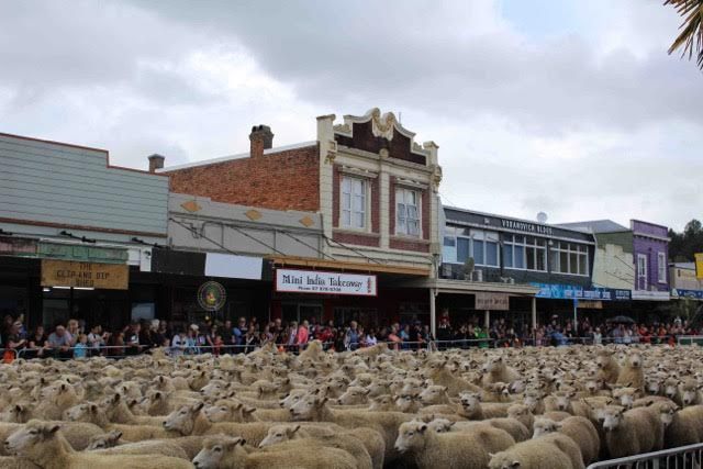 Sheep lined up for the main event.