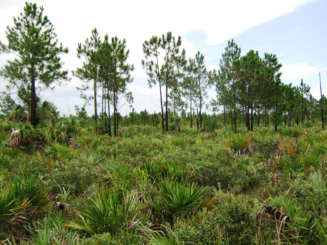 Welcome to the pine rocklands, one of the world's most endangered habitats.