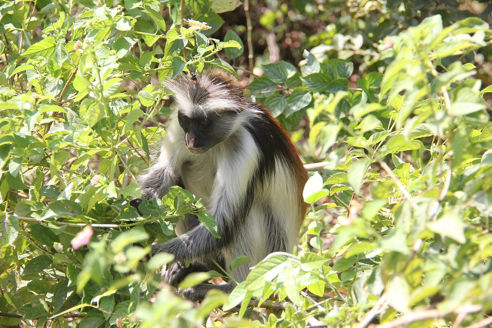 A red colobus monkey. Eating one of these helped the primatologist Richard Wrangham come up with a new theory about human evolution.