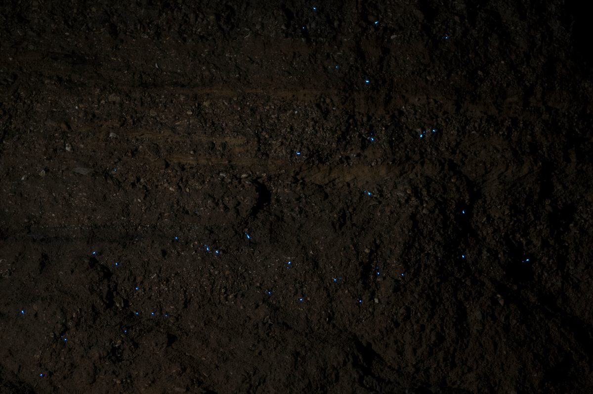 A muddy bank studded with <em>O. fultoni</em>. The larvae glow at both ends, so individuals on the surface appear as two points of light. Single points are larvae partially nestled in the mud.