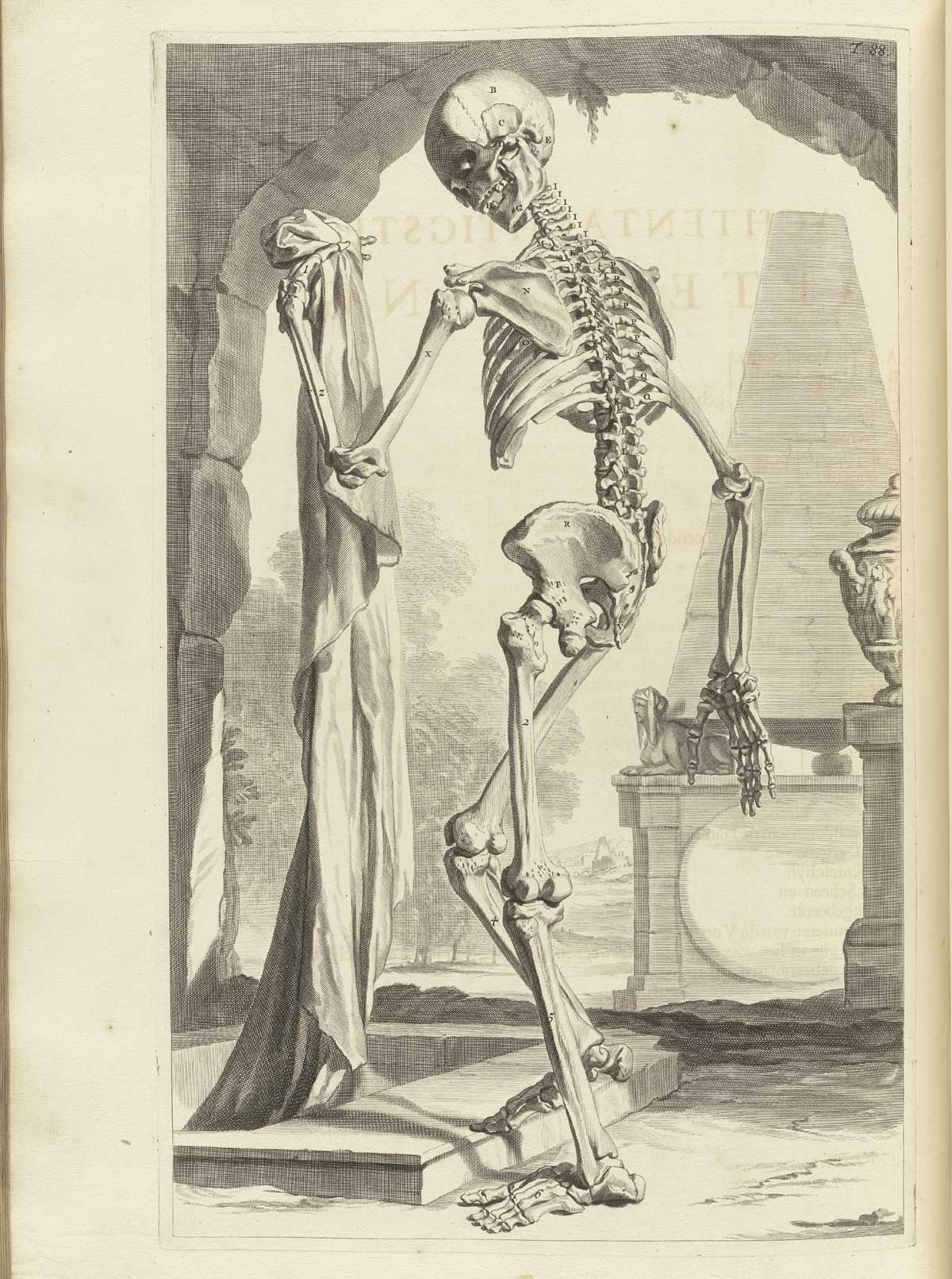 Skeleton Of A Fully Grown Human print by Vintage Educational