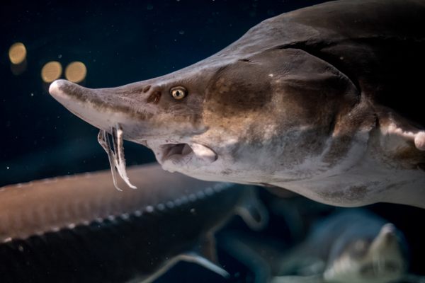 A captive beluga sturgeon (Huso huso), the largest freshwater fish species in the world.