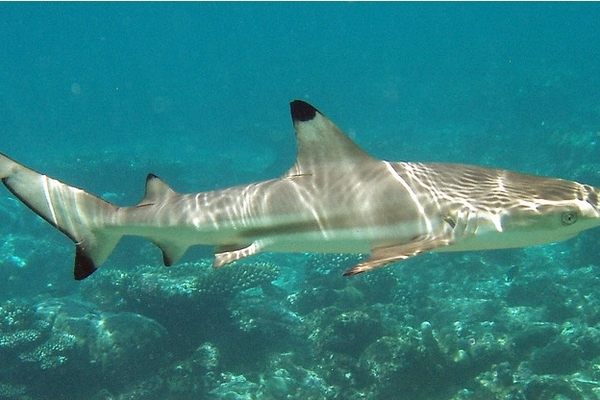 Blacktip reef shark, the species of shark found on shark reef (photo taken in the Maldives)