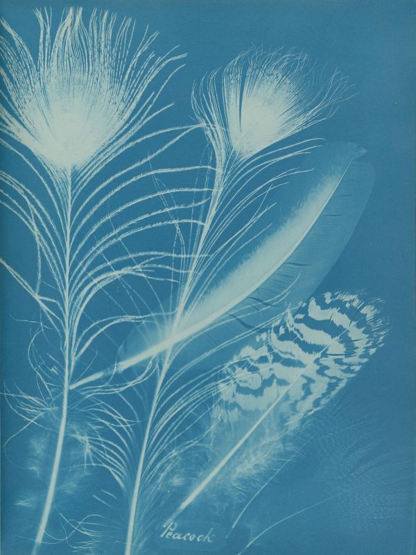 Anna Atkins and Anne Dixon, Peacock, 1861