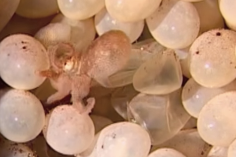 Watch Octopus Babies Burst into the World