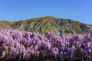18 Places Where You Just Have to Stop and Smell the Flowers - Atlas Obscura  Lists