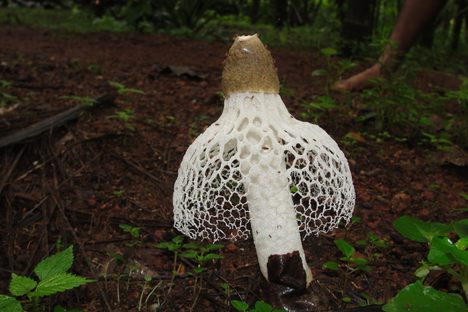 A bridal veil stinkhorn in the wild.