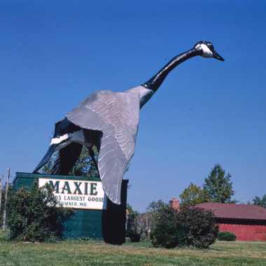 Maxie, the World's Largest Goose in 1988