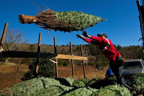 A baled Christmas tree is loaded at the Omni Farm in West Jefferson, North Carolina.