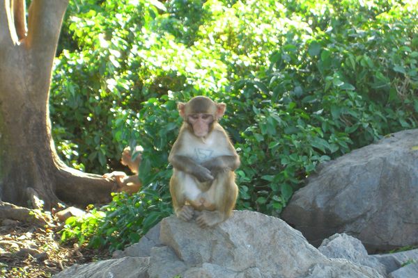 The Curious Case of the Last 'Wild' Monkeys in Europe - Atlas Obscura
