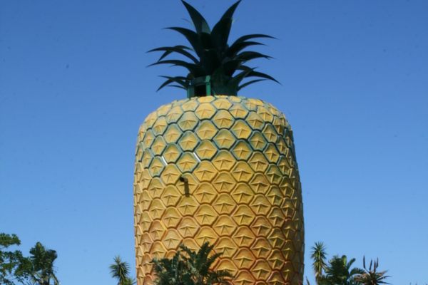 The Big Pineapple.