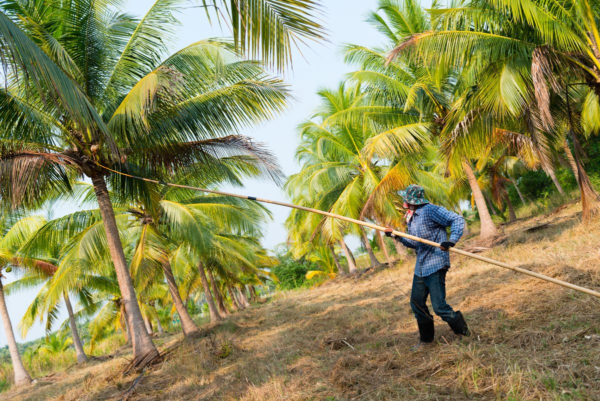 While less precise, these tools can cut down entire bunches in one go.