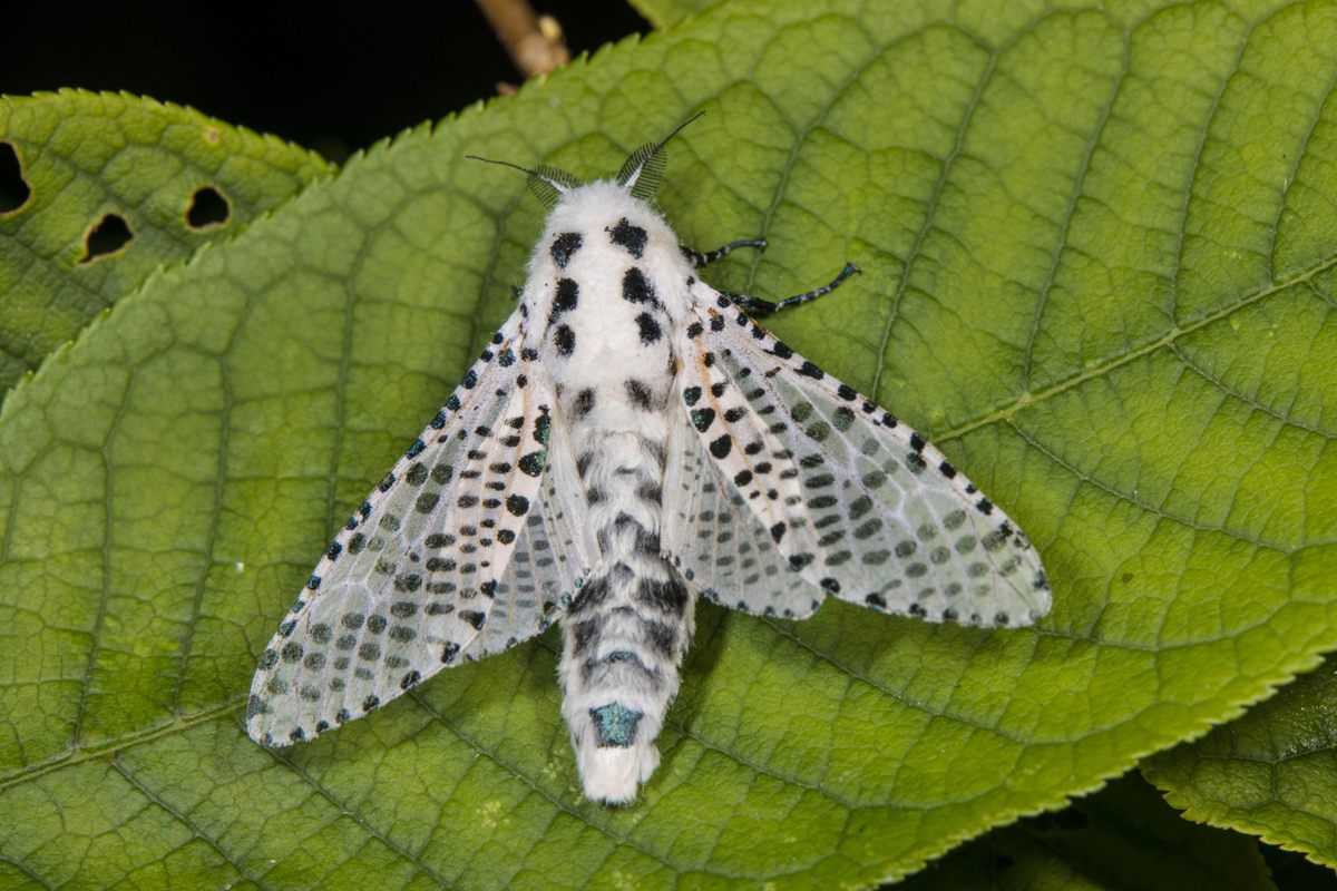 small white moth with black spots