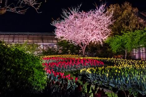 Some of the LED gardens at Nabano No Sato.