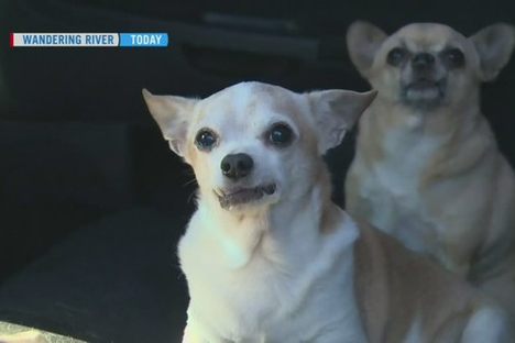 The Rogue Team Rescuing Fort McMurray's Pets As the City Burned