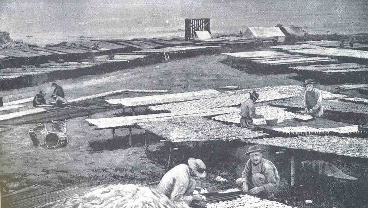 An illustration of Chinese immigrants curing squid at Point Alones.