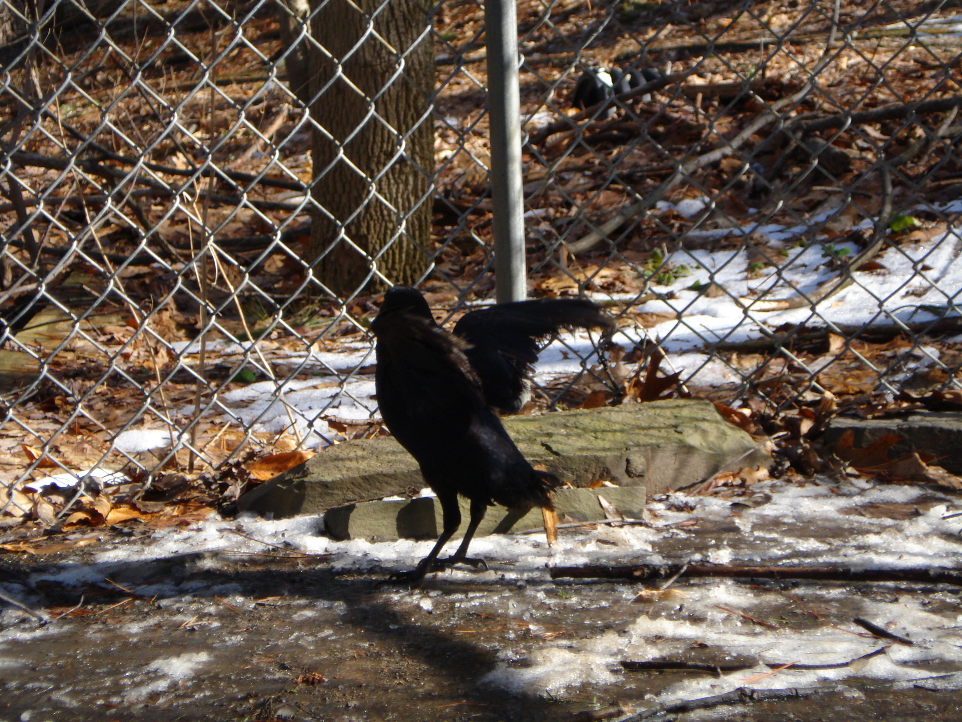 Nugget the crow, practicing her routine.