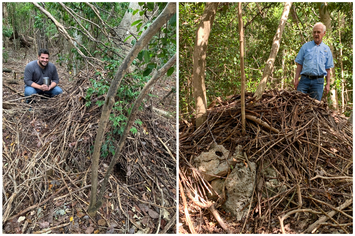 Wildlife biologist Mike Cove (left) and woodrat crusader Ralph DeGayner (right) beside stick nests on Key Largo.