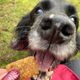 TheDogsMum profile photo